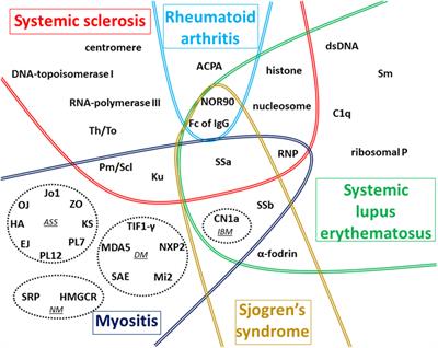 Frontiers | Autoantibodies Associated With Connective Tissue Diseases ...